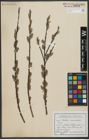 Foto von Salix viminalis L.